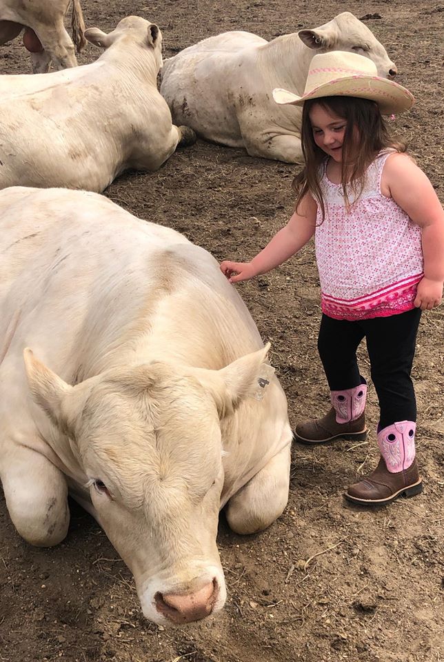 Charolais open/Bred Heifers, Bulls & calves for sale